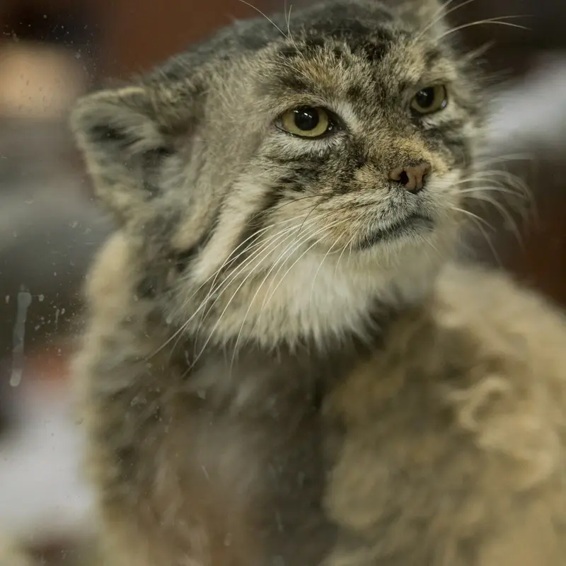 A photograph of Primula in Ueno Zoological Gardens
