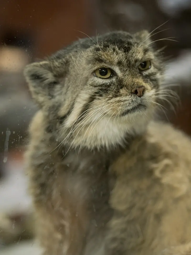 A photograph of Primula in Ueno Zoological Gardens