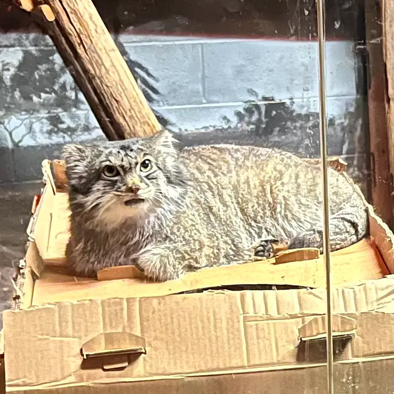 A photograph of Pabu in Lake Superior Zoo