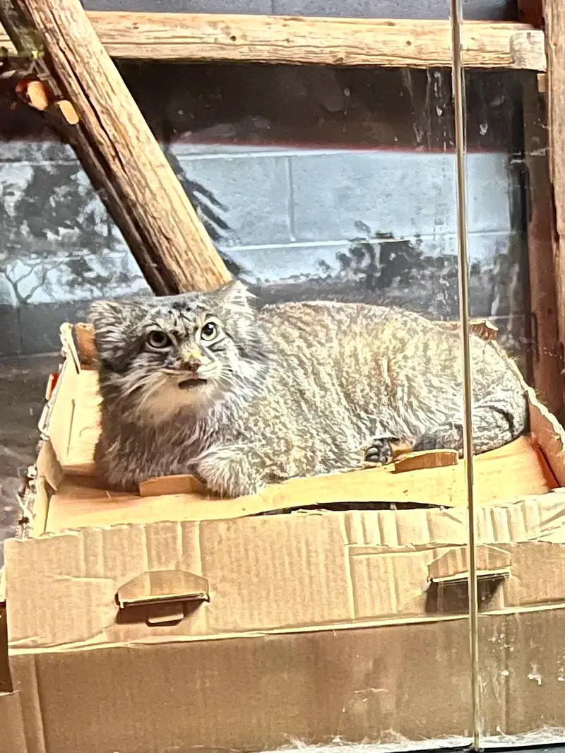 A photograph of Pabu in Lake Superior Zoo