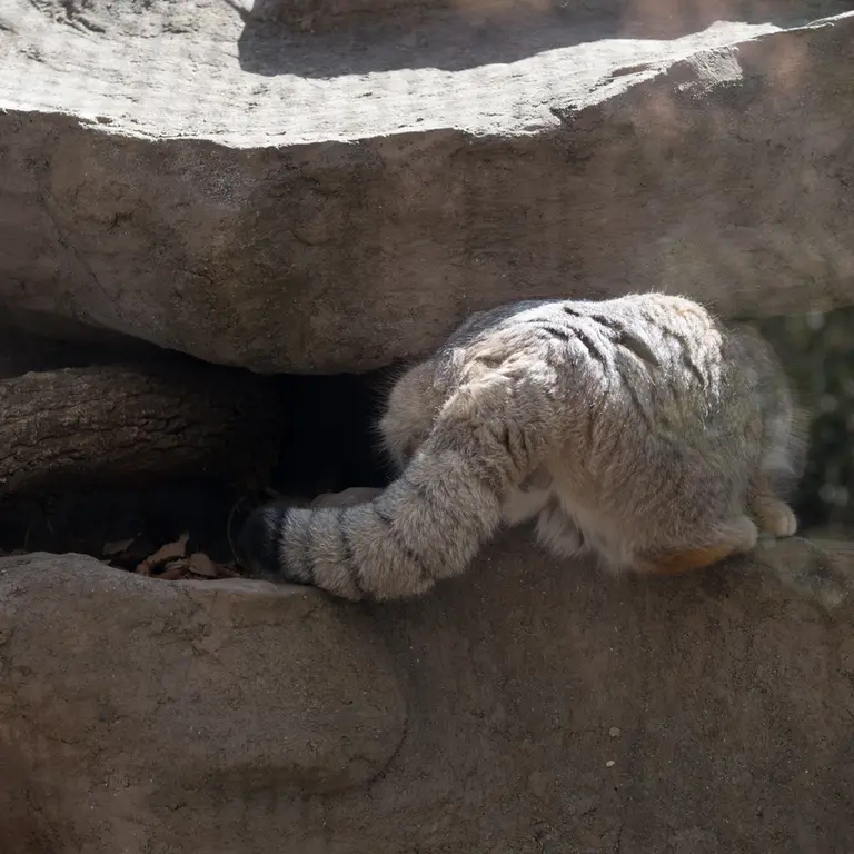A photograph of Lotos in Saitama Children's Zoo