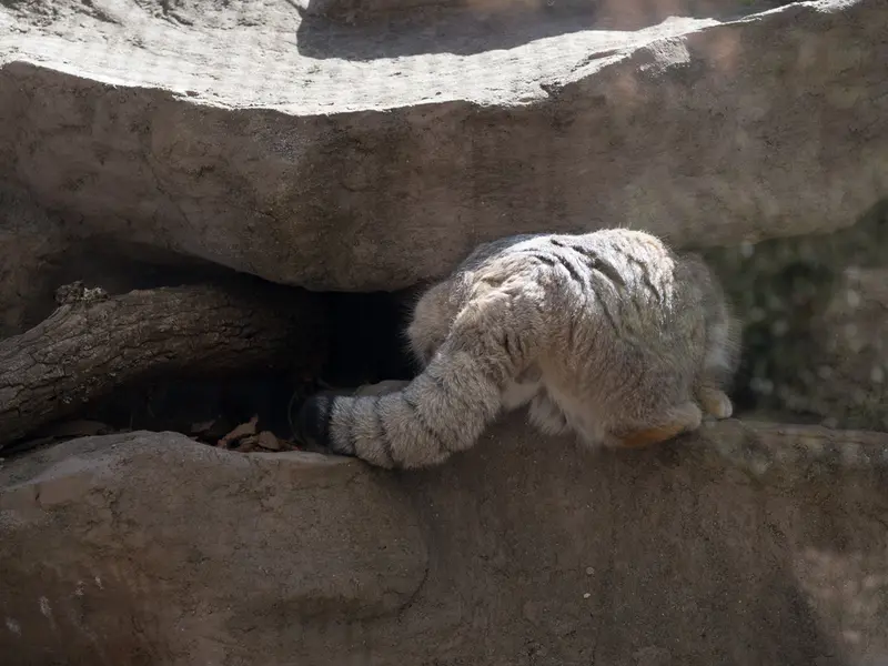 A photograph of Lotos in Saitama Children's Zoo