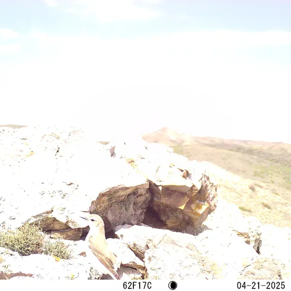 A photograph of a Pallas's cat from Besshoky 1 camera trap