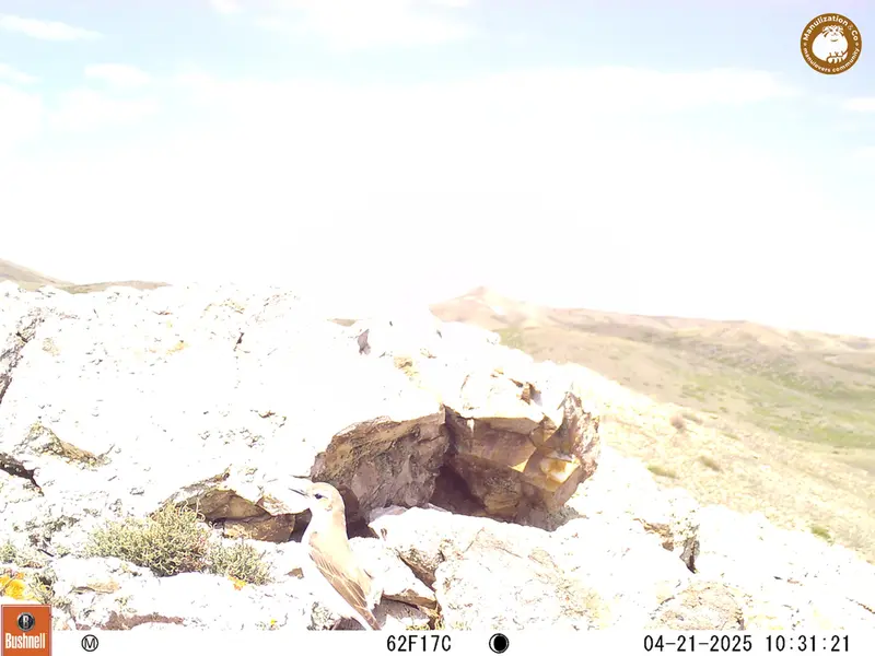 A photograph of a Pallas&#039;s cat from Besshoky 1 camera trap