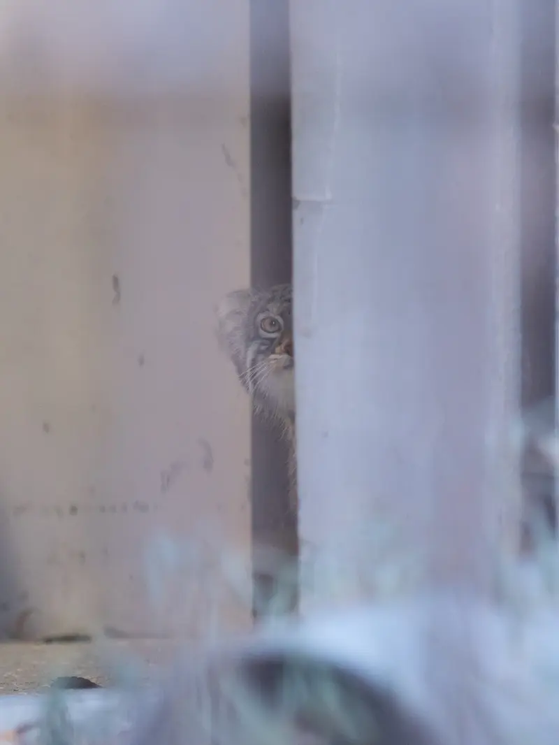 A photograph of Figa in Nogeyama Zoo