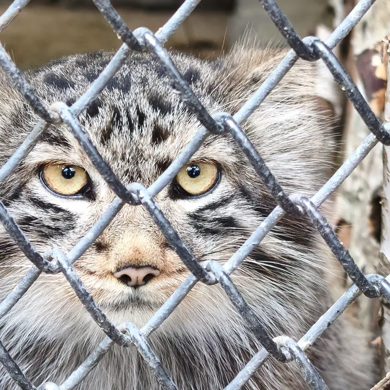 A photograph of a Pallas's cat in Novosibirsk Zoo