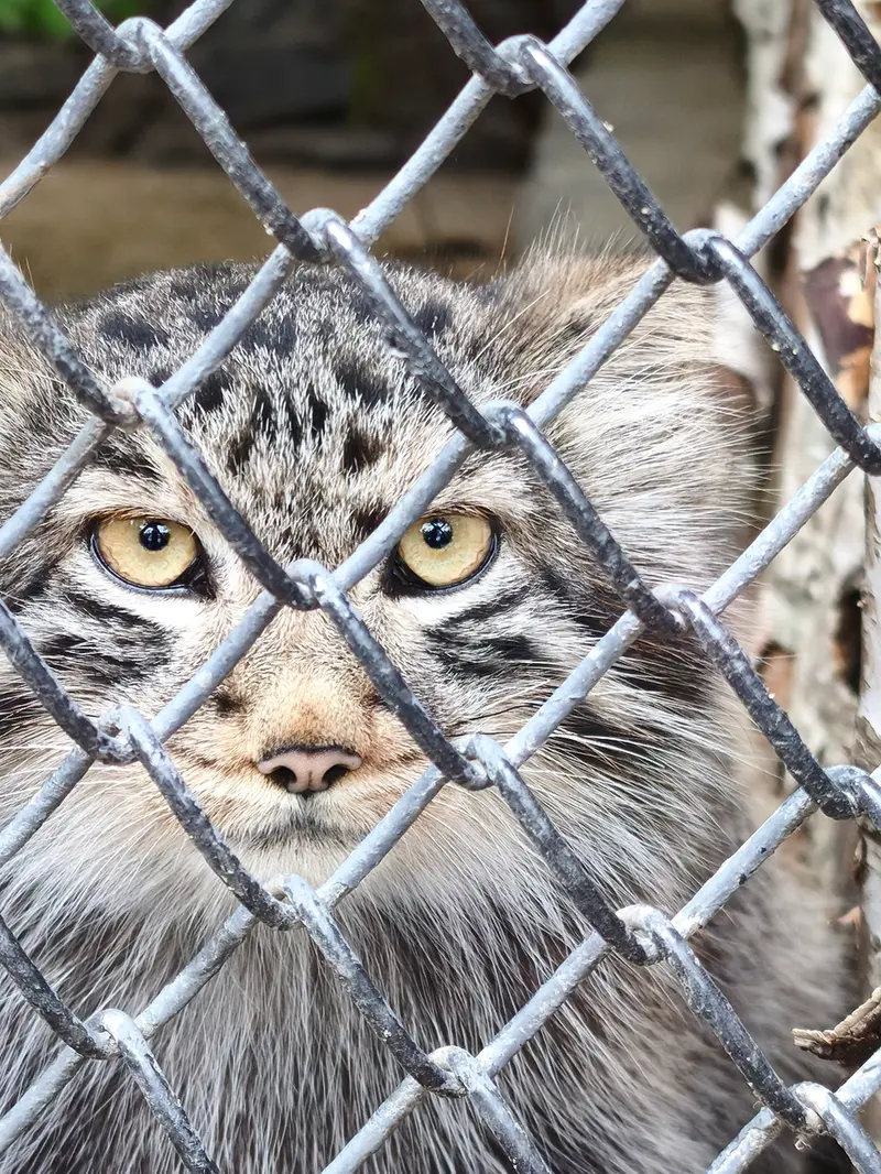 A photograph of a Pallas's cat in Novosibirsk Zoo