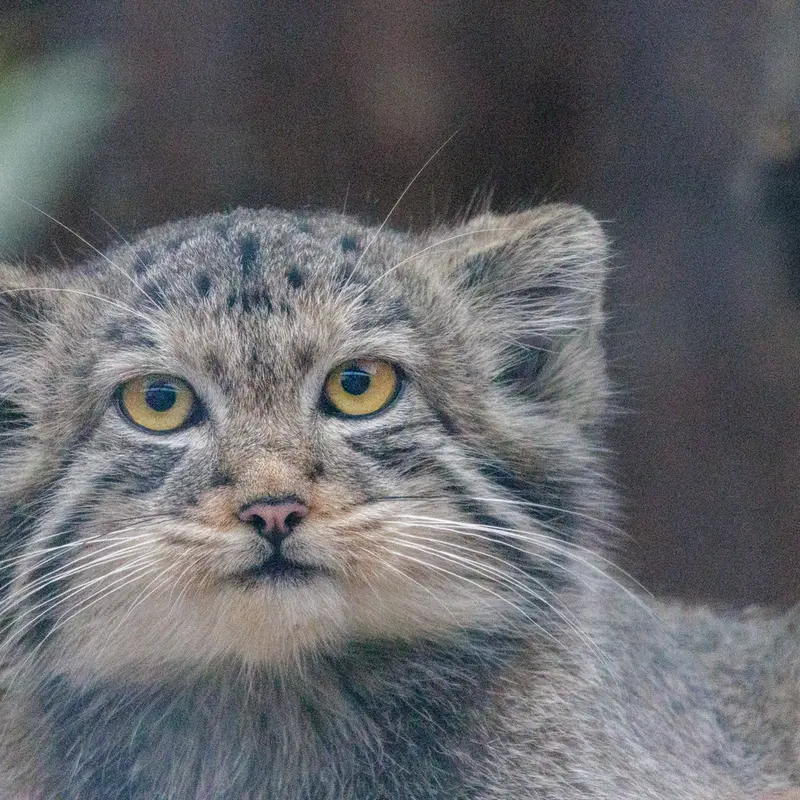 A photograph of Aksa in Leningrad zoo