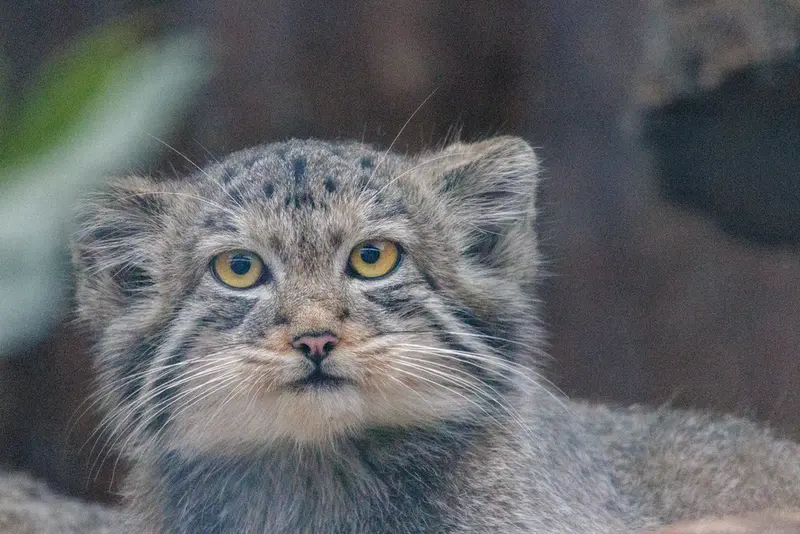 A photograph of Aksa in Leningrad zoo