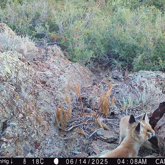 A photograph of Red fox from Zhundy 3 [new] camera trap