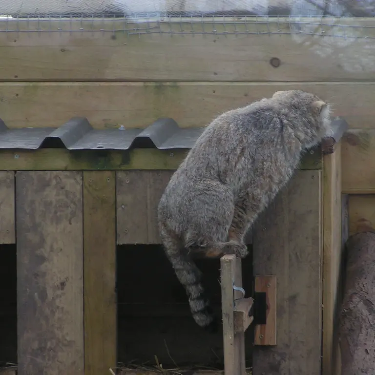 A photograph of Altai in The Lakeland Wildlife Oasis
