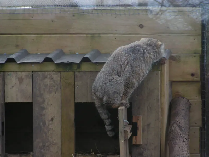 A photograph of Altai in The Lakeland Wildlife Oasis