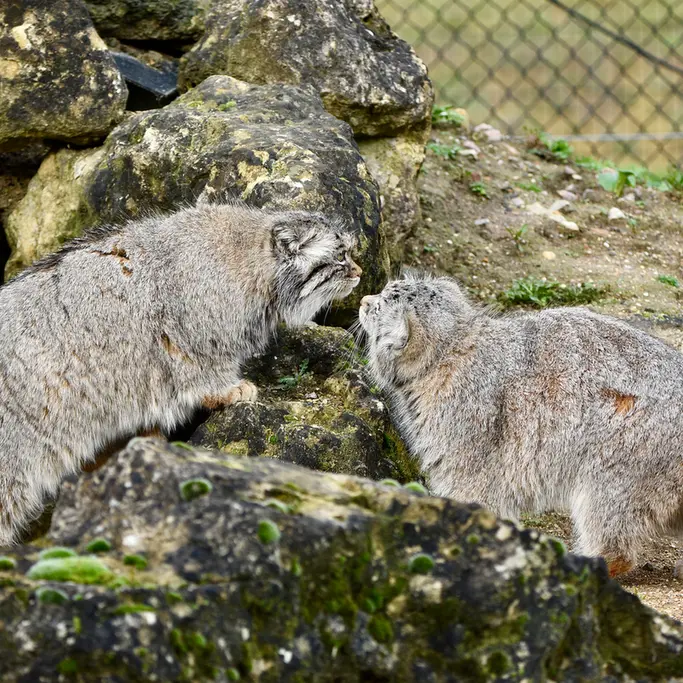 A photograph of Atlan in Port Lympne Wild Animal Park