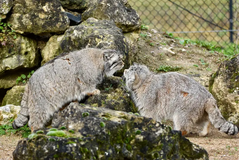 A photograph of Atlan in Port Lympne Wild Animal Park