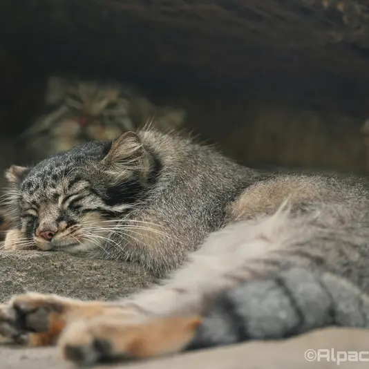 A photograph of Az and Mei in Kobe Animal Kingdom