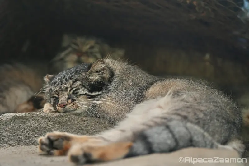 A photograph of Az and Mei in Kobe Animal Kingdom