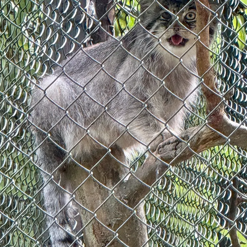 A photograph of Batu in Opel Zoo