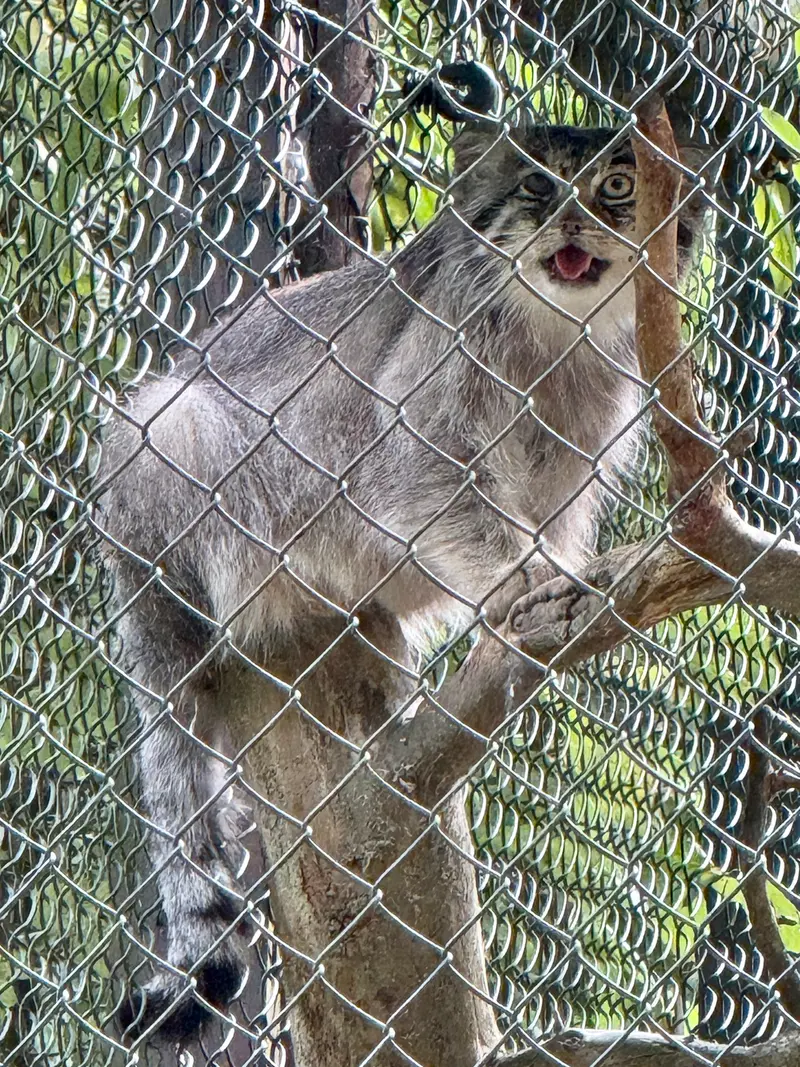 A photograph of Batu in Opel Zoo