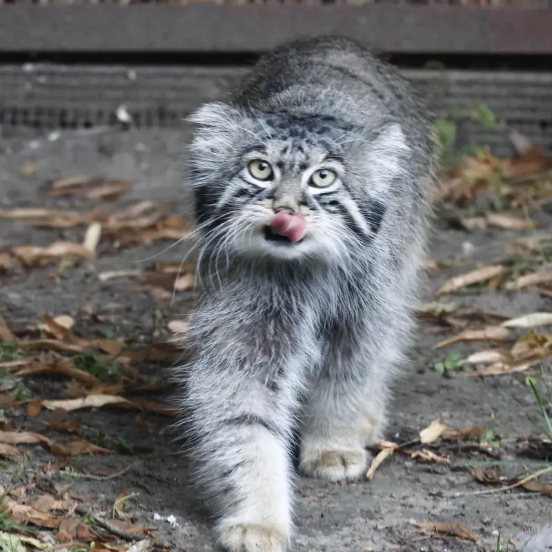 A photograph of a Pallas's cat