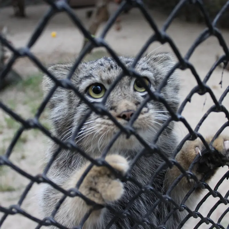 A photograph of a Pallas's cat in Novosibirsk Zoo