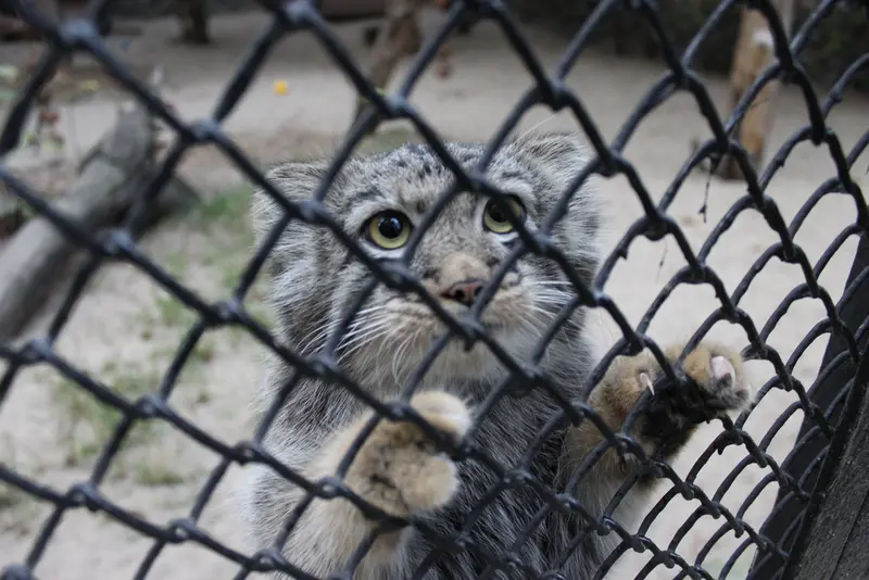 A photograph of a Pallas's cat in Novosibirsk Zoo