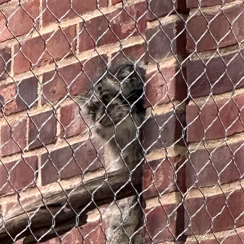 A photograph of a Pallas&#039;s cat in Prospect Park Zoo