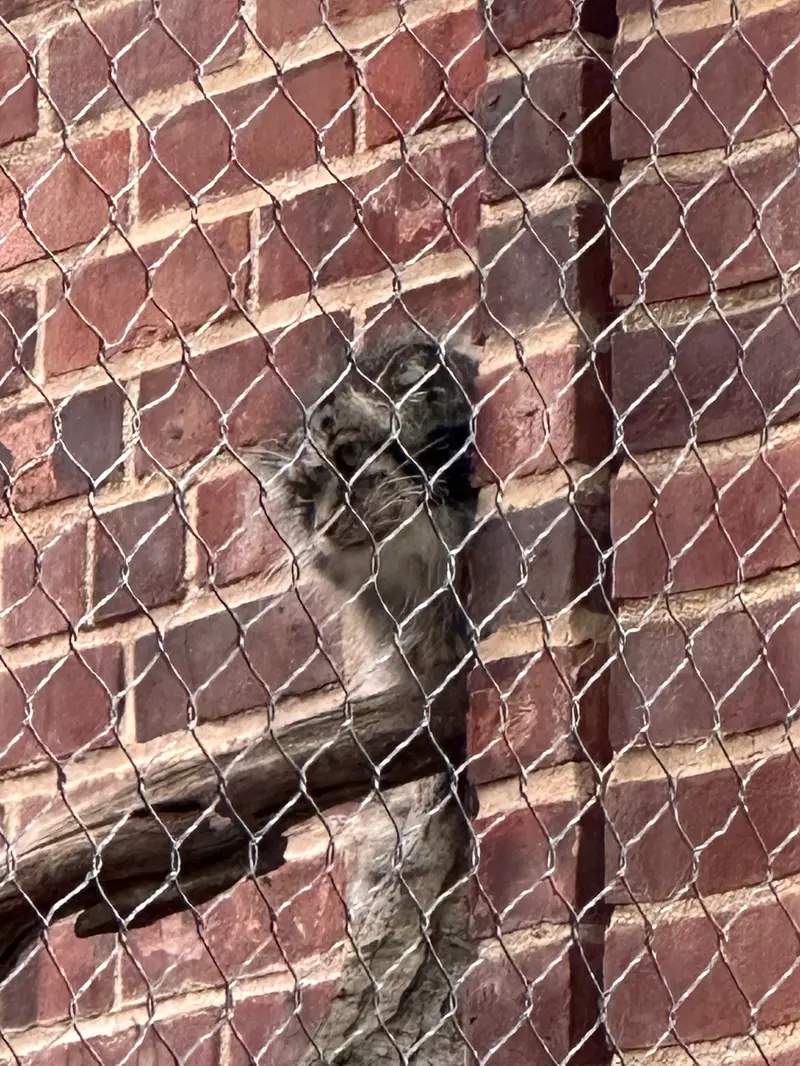 A photograph of a Pallas&#039;s cat in Prospect Park Zoo