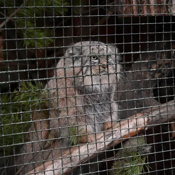 A photograph of a Pallas's cat