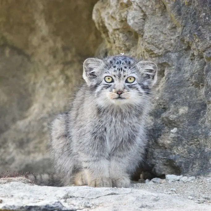 A photograph of a Pallas's cat in Port Lympne Wild Animal Park