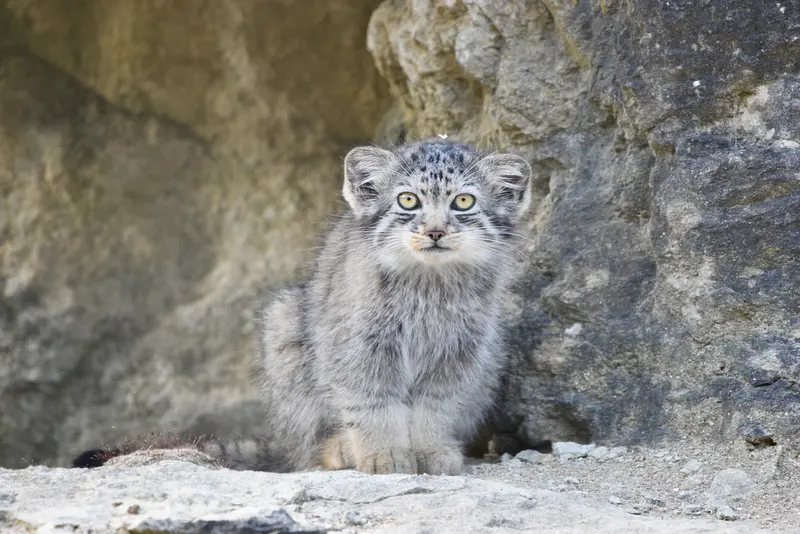 A photograph of a Pallas's cat in Port Lympne Wild Animal Park