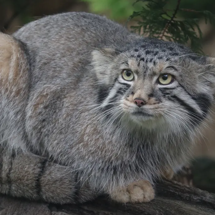 A photograph of Nagomu in Nasu Animal Kingdom