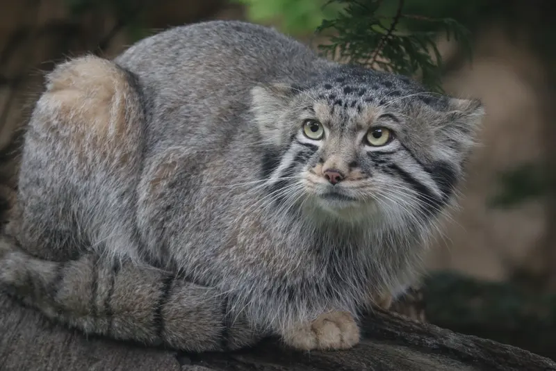 A photograph of Nagomu in Nasu Animal Kingdom