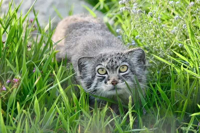 Manul of the day