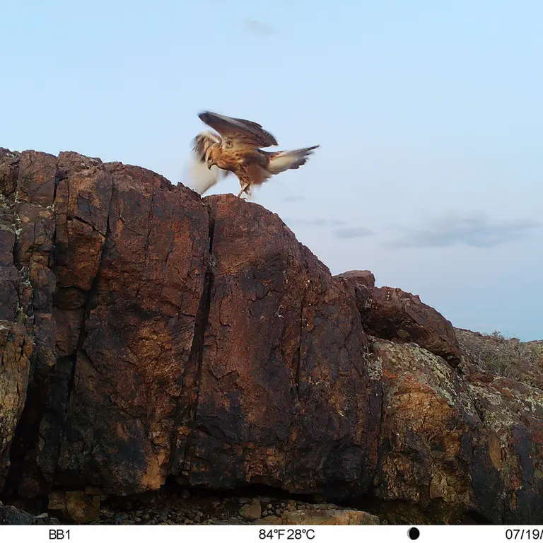 A photograph of Long-legged buzzard from Aktas-Kunkora [new] camera trap