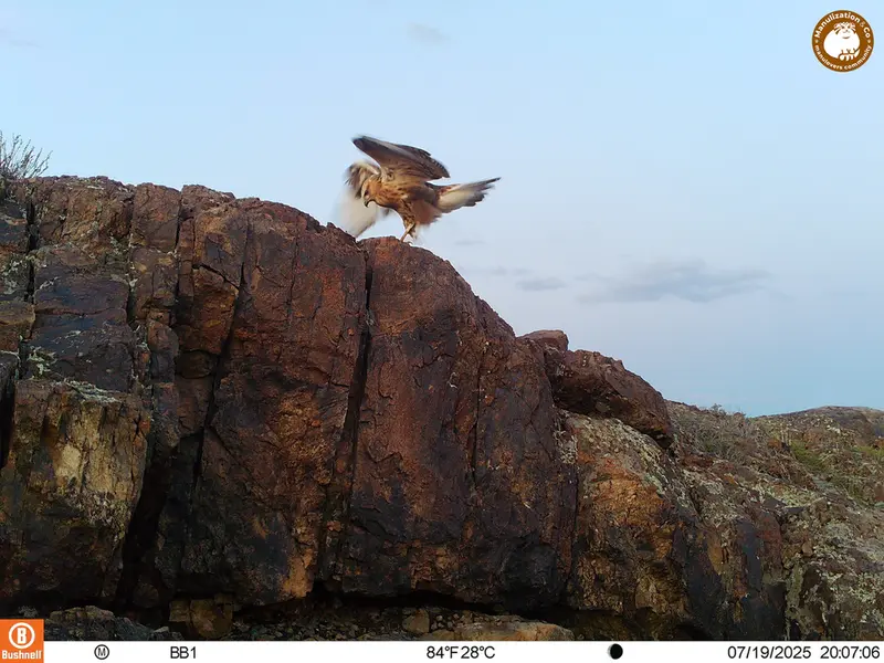 A photograph of Long-legged buzzard from Aktas-Kunkora [new] camera trap