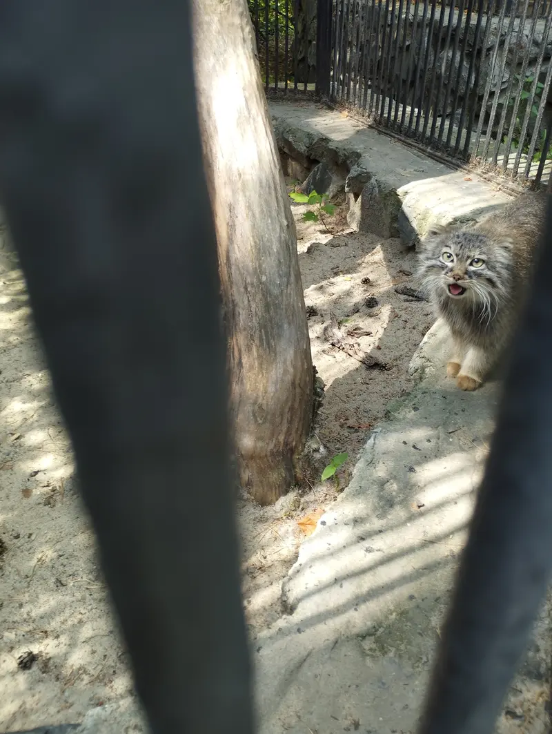 A photograph of a Pallas's cat in Novosibirsk Zoo