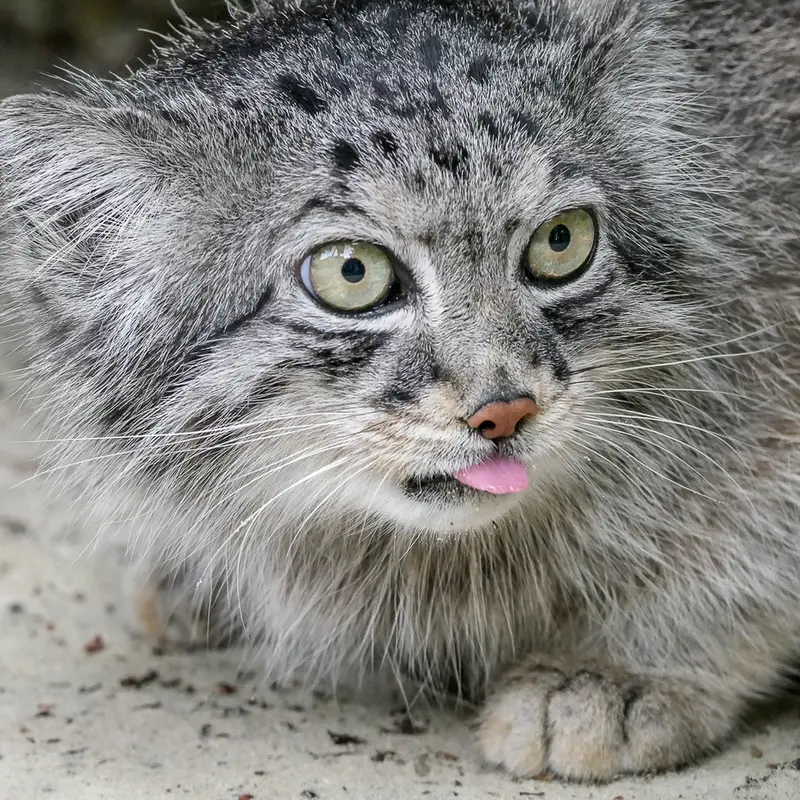 A photograph of Jethro in The Big Cat Sanctuary