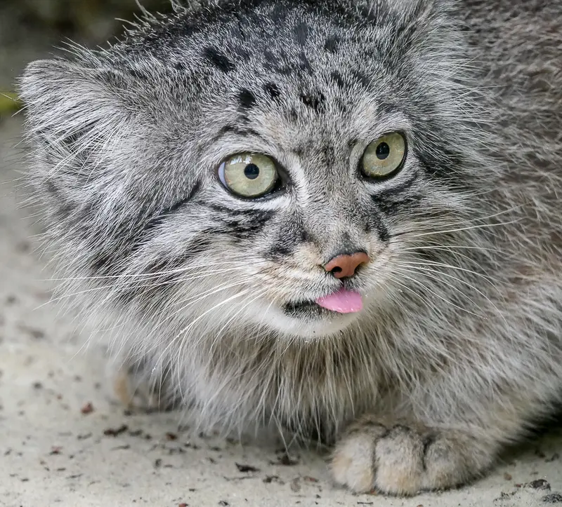 A photograph of Jethro in The Big Cat Sanctuary