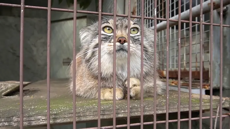 A video of Honey in Higashiyama Zoo and Botanical Gardens