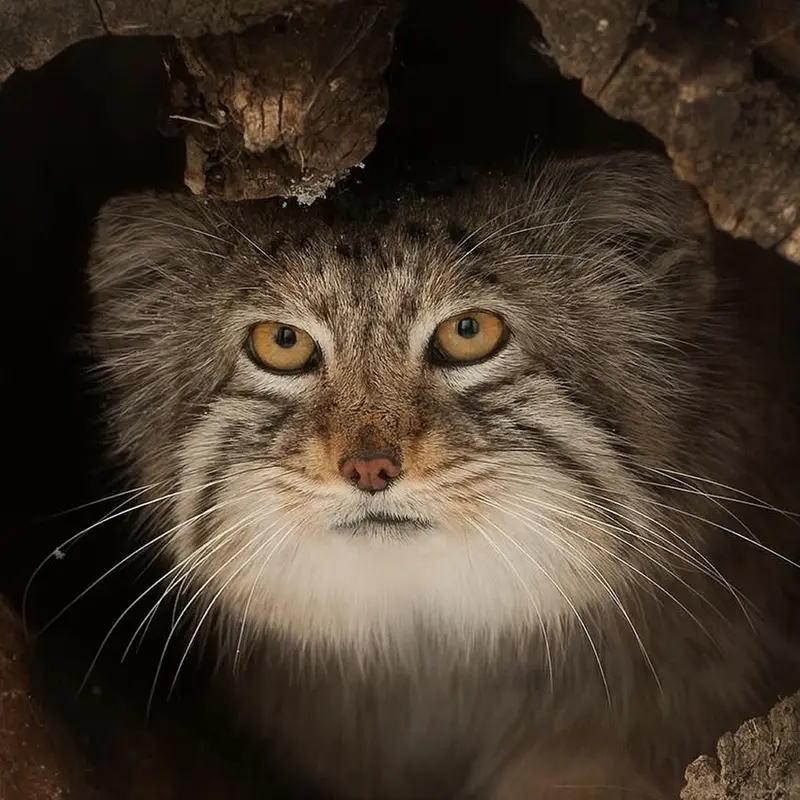 Midas the Pallas's cat from Red River Zoo