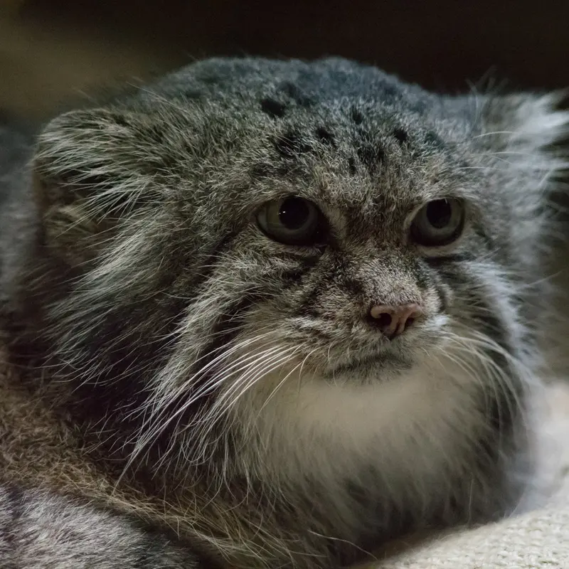 A photograph of Klyon in Ueno Zoological Gardens