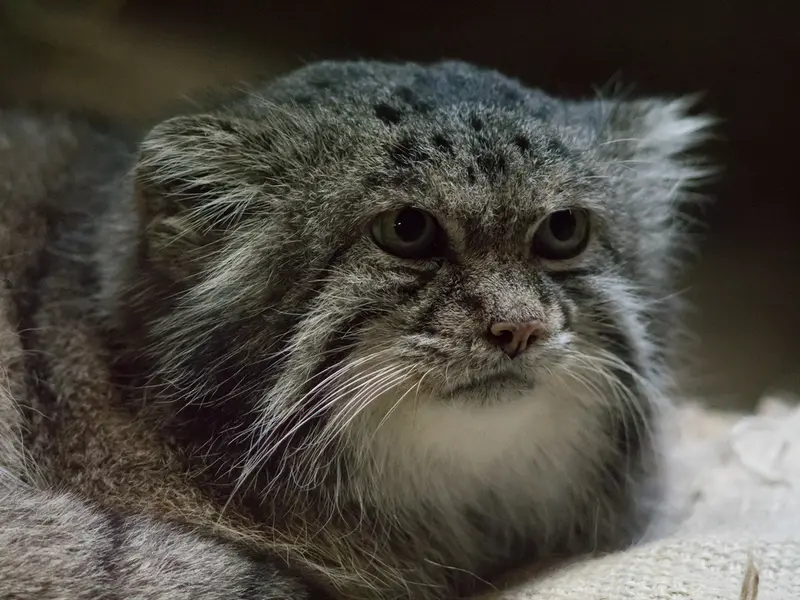 A photograph of Klyon in Ueno Zoological Gardens