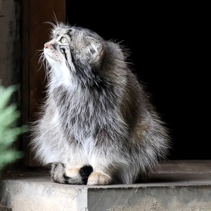 A photograph of a Pallas's cat in Moscow zoo