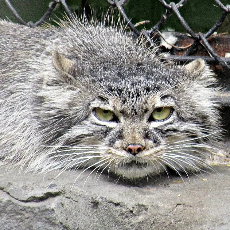A photograph of a Pallas's cat in Novosibirsk Zoo