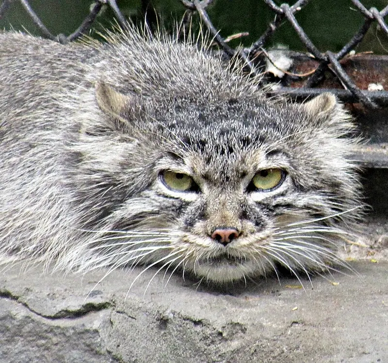A photograph of a Pallas's cat in Novosibirsk Zoo
