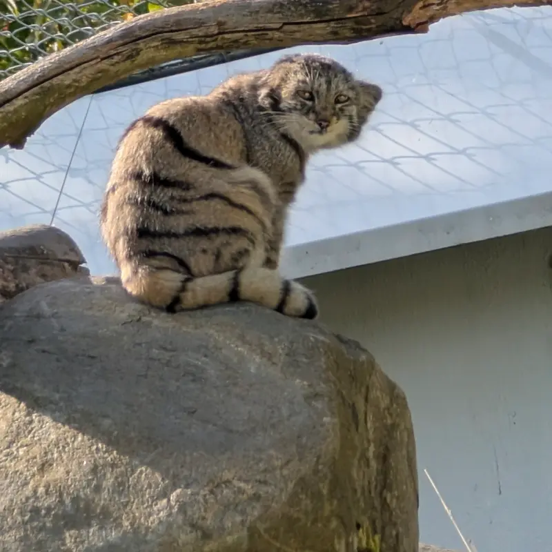 A photograph of Saimi in Korkeasaari Zoo