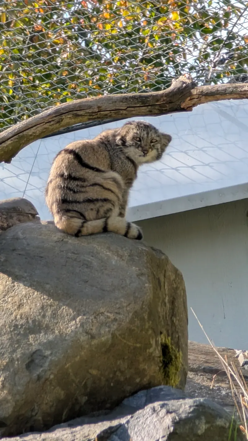 A photograph of Saimi in Korkeasaari Zoo
