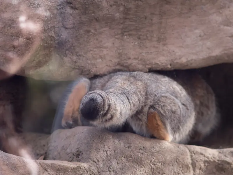 A photograph of Oto in Saitama Children's Zoo