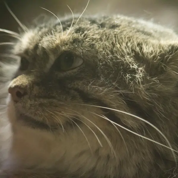 A photograph of Primula in Ueno Zoological Gardens