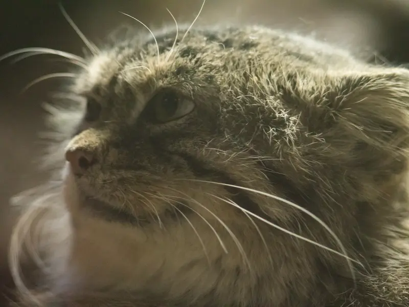 A photograph of Primula in Ueno Zoological Gardens